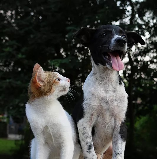 The future of pet nutrition